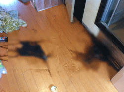 死後2週間の孤独死現場