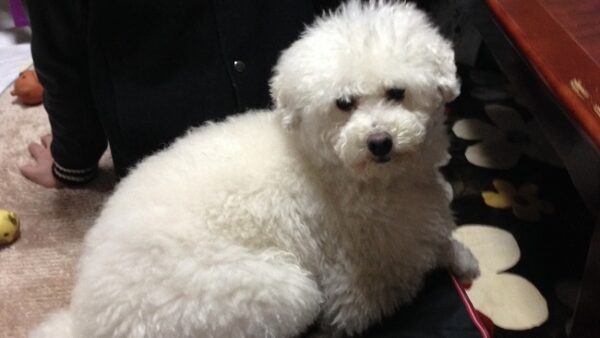 飼い主が亡くなり残された犬や猫…その後の扱いはどうなる？